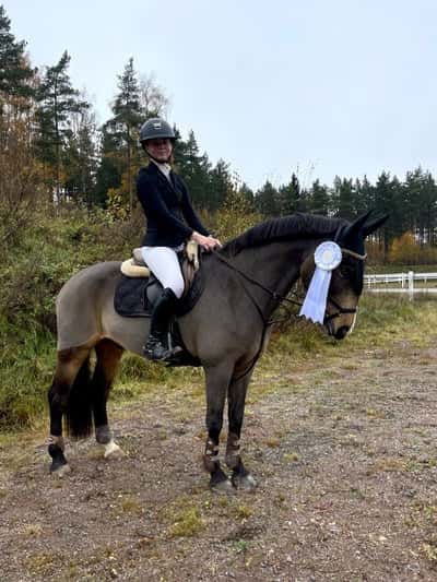 Post 455 of Show jumping with title Tävling