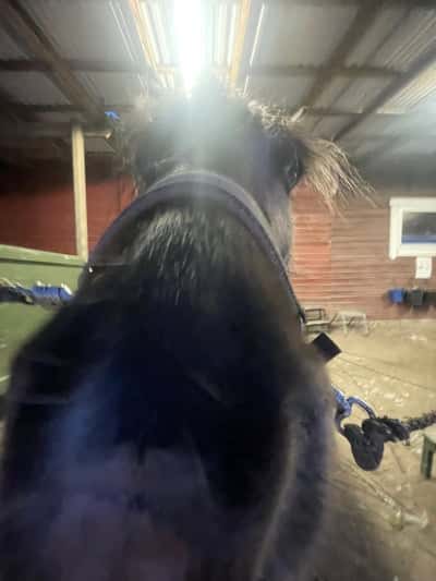 Inlägg 13 av Irish Cob med titeln Igår red jag bästa fnizze❤️❤️