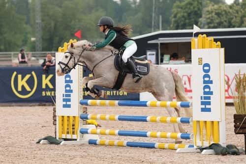 Bild av Världens snällaste B-ponny söker sitt nya hem!