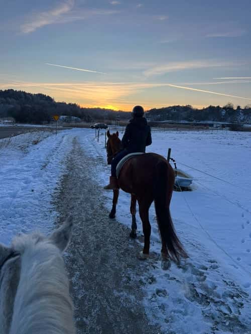 Bild av Fin ridtravare med stor potential❤️💫