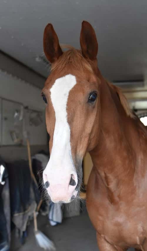 Bild av Härlig gentleman