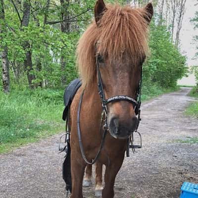 Gildra från Ränteröd