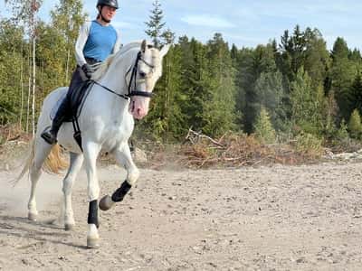 Inlägg 21 av Dressyr