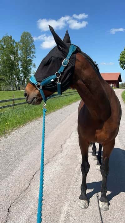 Inlägg 16 av Allround med titeln Var ute och gick med honom idag❤️