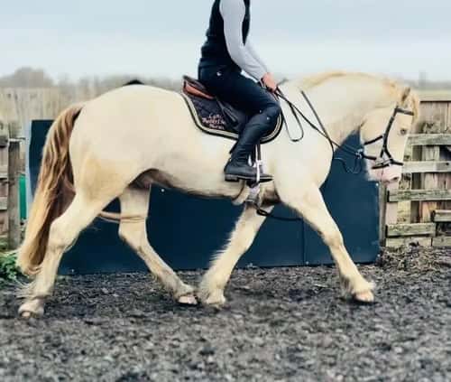 Bild av Slående citron- och vitirländsk allroundare - LENNIE