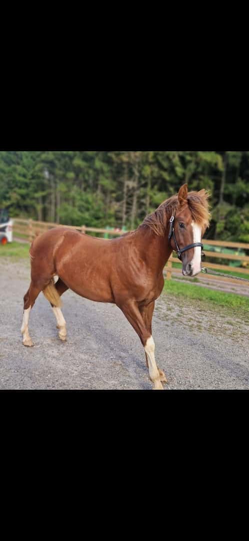 Bild av ⭐️ Gyllens Alpha ⭐️