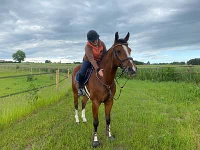 Post 11 of Dutch Riding Horse with title Dagen vi köpte wille❤️