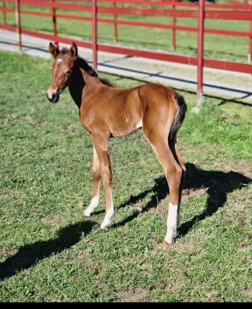 Bild av Prepartbreed 