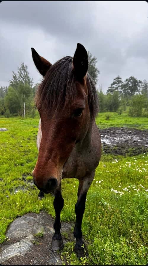 Bild av Äldre sto söker för alltid hem