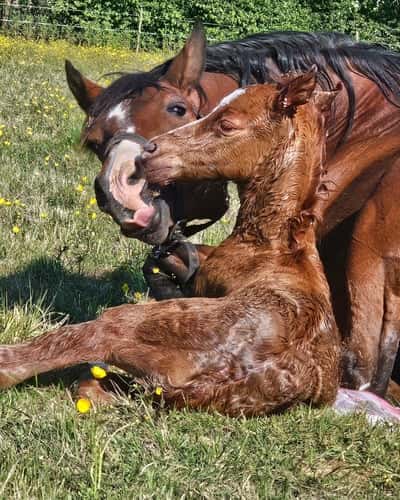 Inlägg 15 av Korsningsponny med titeln Legény föddes – en framtida stjärna ser dagens ljus!