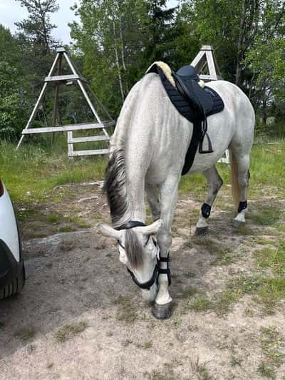 Inlägg 6 av SWB med titeln Prommis med älskling 