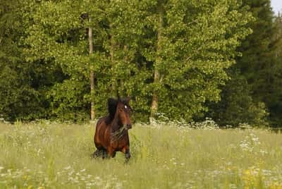 Inlägg 19 av Avel med titeln Bete