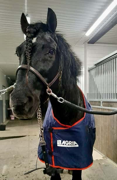 Inlägg 22 av Kallblodstravare med titeln Avel