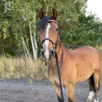 Strandgaards Charmeur