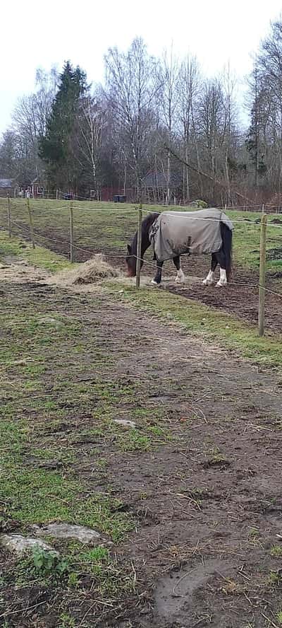 Post 16 of Para Equestrian with title Hur tänkte han nu?