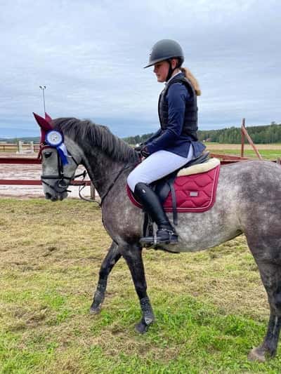 Post 398 of Show jumping with title Lady gjorde sin allra första omhoppning😍