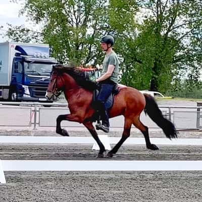 Sesar från Kalvudden