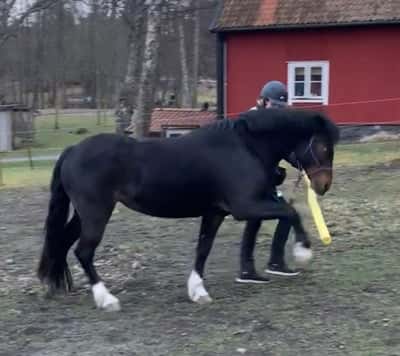 Inlägg 18 av Allround med titeln Spanskskritt