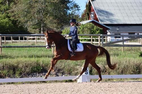 Bild av Lovande unghäst för framtiden