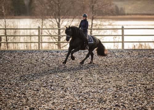 Bild av Frieser Hingst 