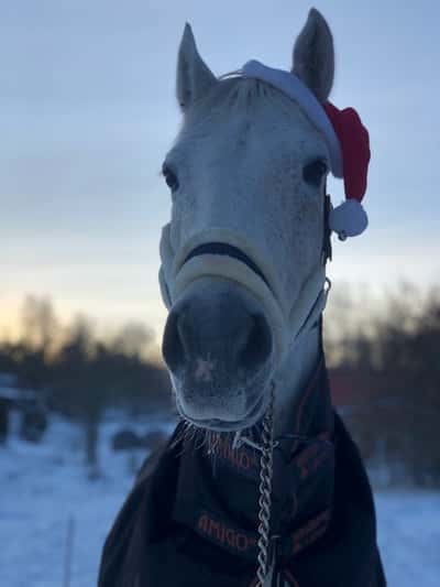 Inlägg 13 av Danskt varmblod