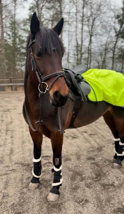 Inlägg 23 av Irländsk ridponny med titeln Favoritponnyn 💓💓