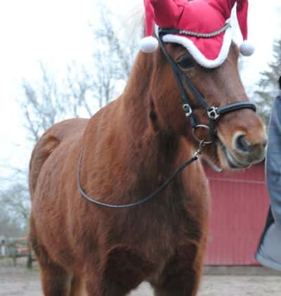 Inlägg 23 av Islandshäst med titeln Julbilder ❤️