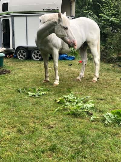 Inlägg 21 av Mounted games