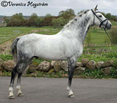 Bild av Social fölhingst med dressyr- och hoppstam