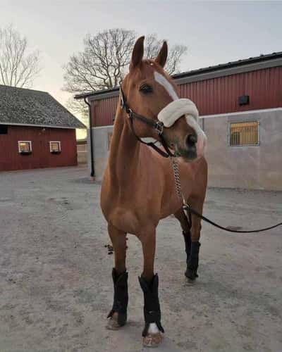 Inlägg 3 av Belgisk Sporthäst med titeln Välkommen Sparris!
