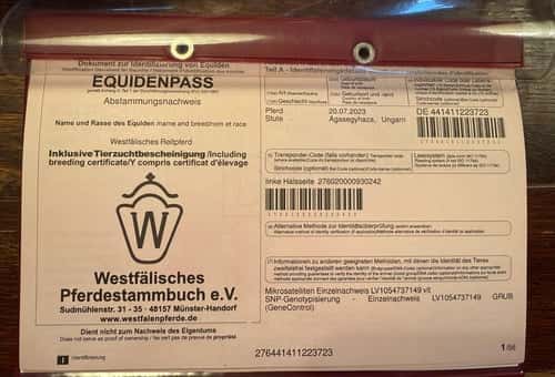 Bild av Lovande 3-årig dressyrsto – Sir Elton x San Amour