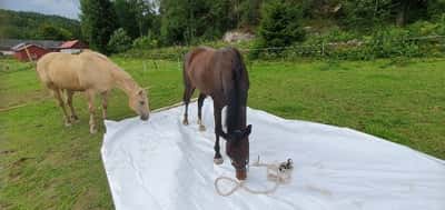 Inlägg 17 av Unghäst med titeln Moraliskt stöd