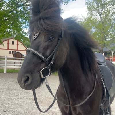 Hrafnaflóki frá Akurgerði ll