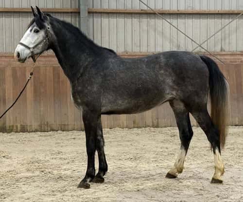 Bild av Snygg valack med utmärkt hoppteknik