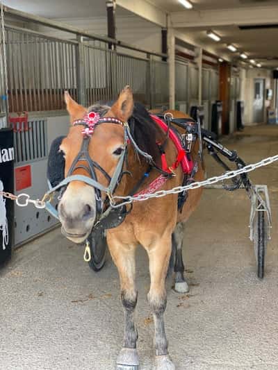 Inlägg 26 av Ponnytrav med titeln Årsdebut❤️