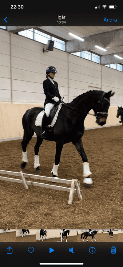 Inlägg 12 av Varmblodig ridhäst