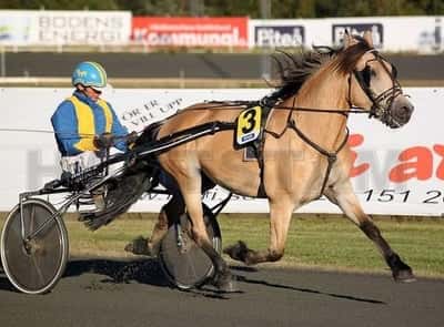 Inlägg 10 av Trav med titeln Tjohoo! Här kommer jag!