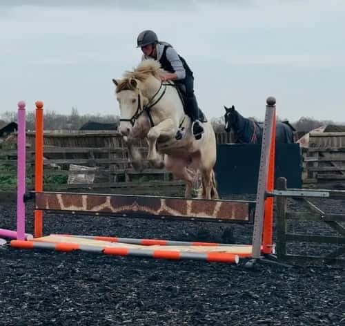 Bild av Slående citron- och vitirländsk allroundare - LENNIE