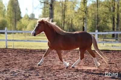 Inlägg 9 av Welsh Mountain med titeln Porträtt 