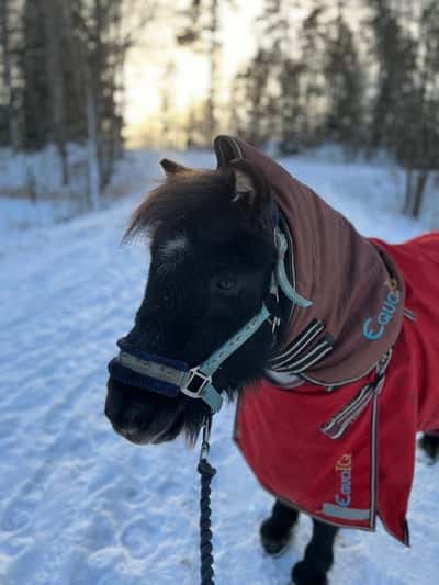 Inlägg 105 av Galopp med titeln Imorgon åker vi äntligen in till Friends Arena🤗🤗