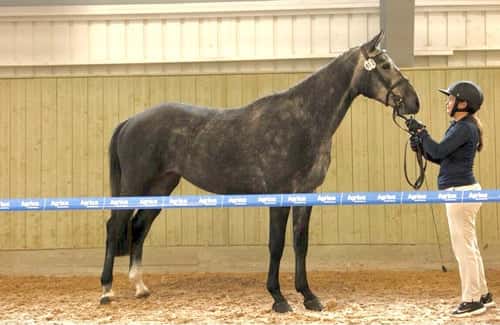 Bild av SWB-sto för hoppning