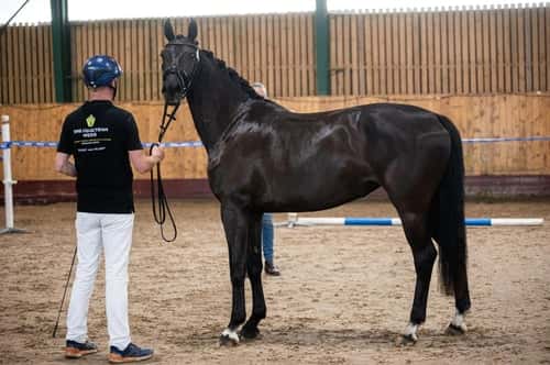 Bild av Trygg lovande unghäst med GP möderne