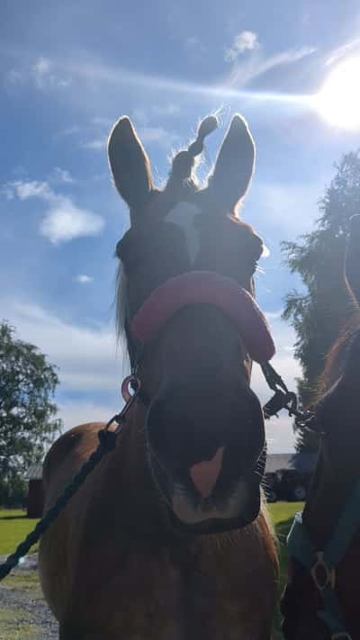 Inlägg 9 av Nordsvensk med titeln Även uddlex som fick prova ha en fantastisk ryttare på sig🫶💯#stellaaa