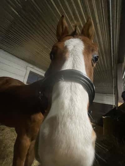 Inlägg 21 av Svensk Ridponny med titeln Gullis❤️❤️