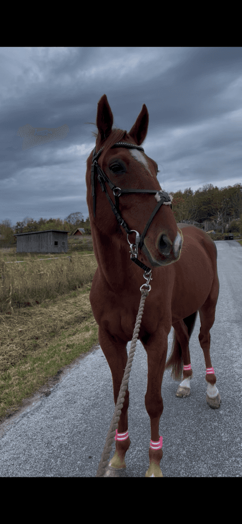 Bild av Fin ridtravare med stor potential❤️💫