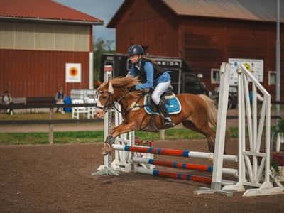 Inlägg 21 av Unghäst med titeln Hopptävling 