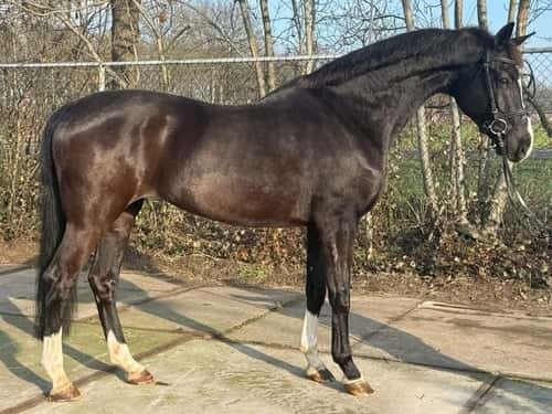 Image of Trevligt sto – perfekt hobbyhäst för träning & lättare tävling