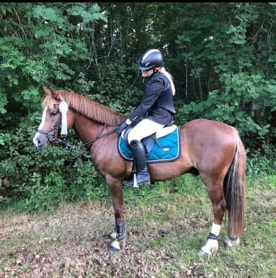 Post 240 of Show jumping with title Tävling❤️