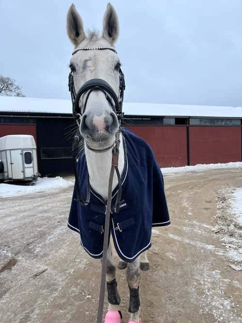 Bild av Medryttare sökes i Alvesta