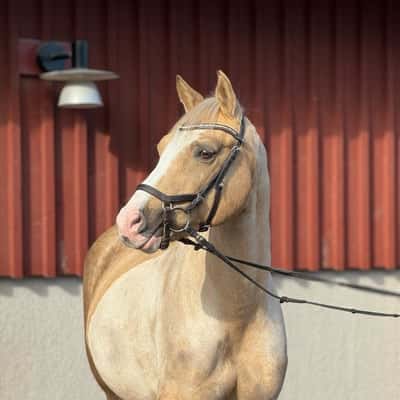 Rappenbergs Matchball